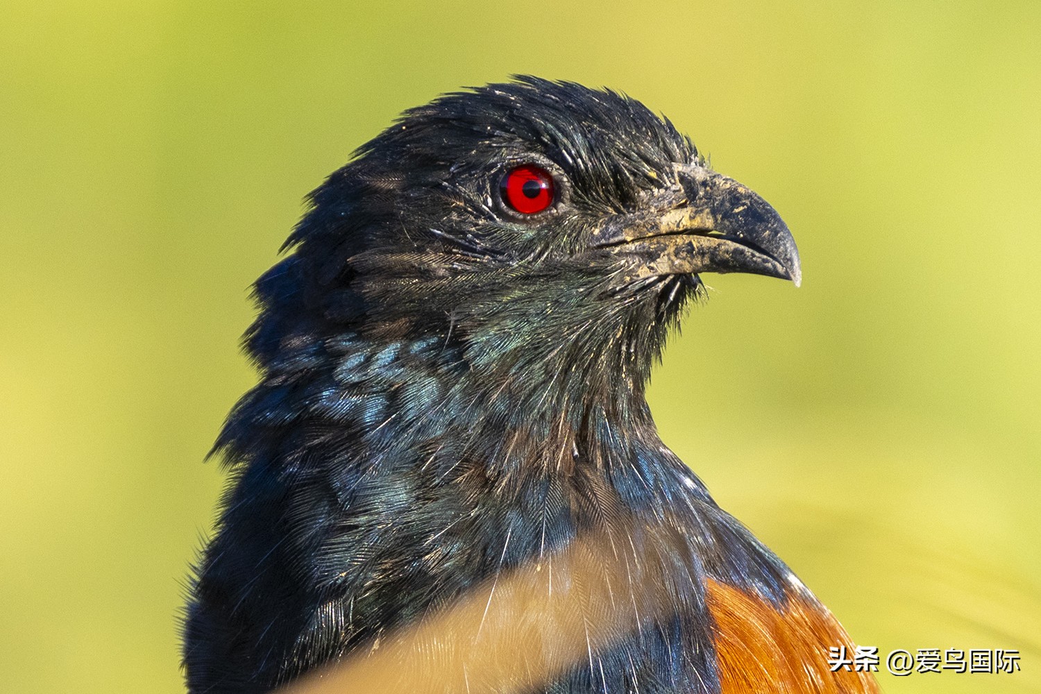 2024观鸟大年,观鸟大年介绍