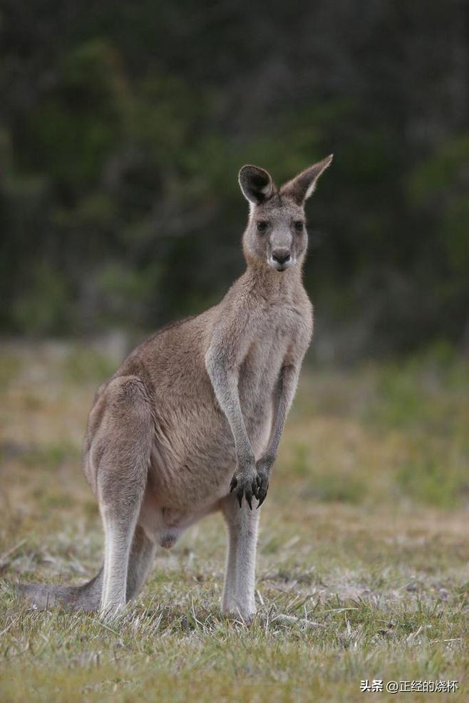 袋鼠动物特性,袋鼠的意义