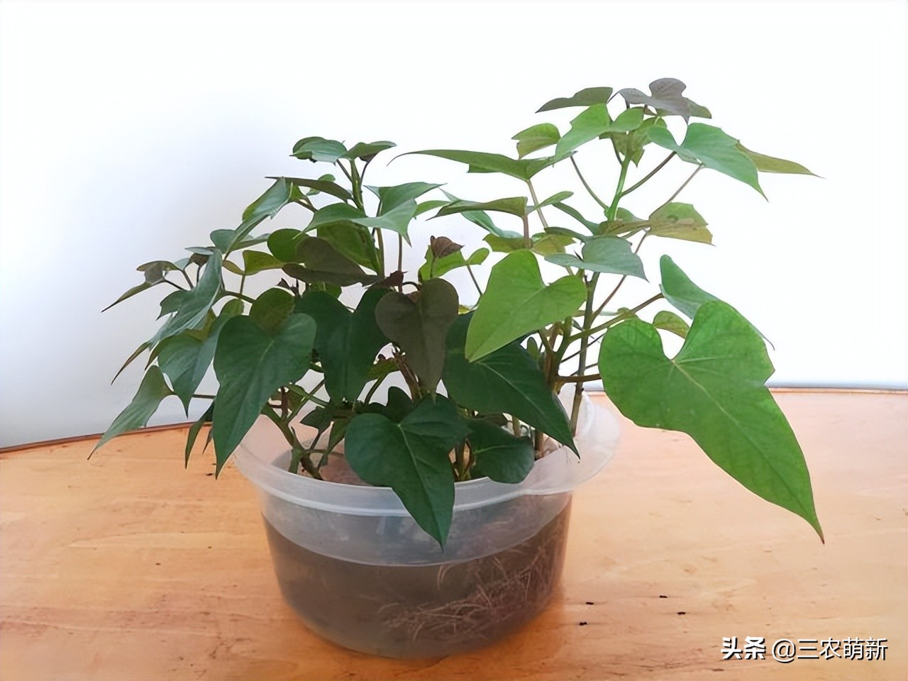 中国历史上引进番薯,番薯传入中国的经过