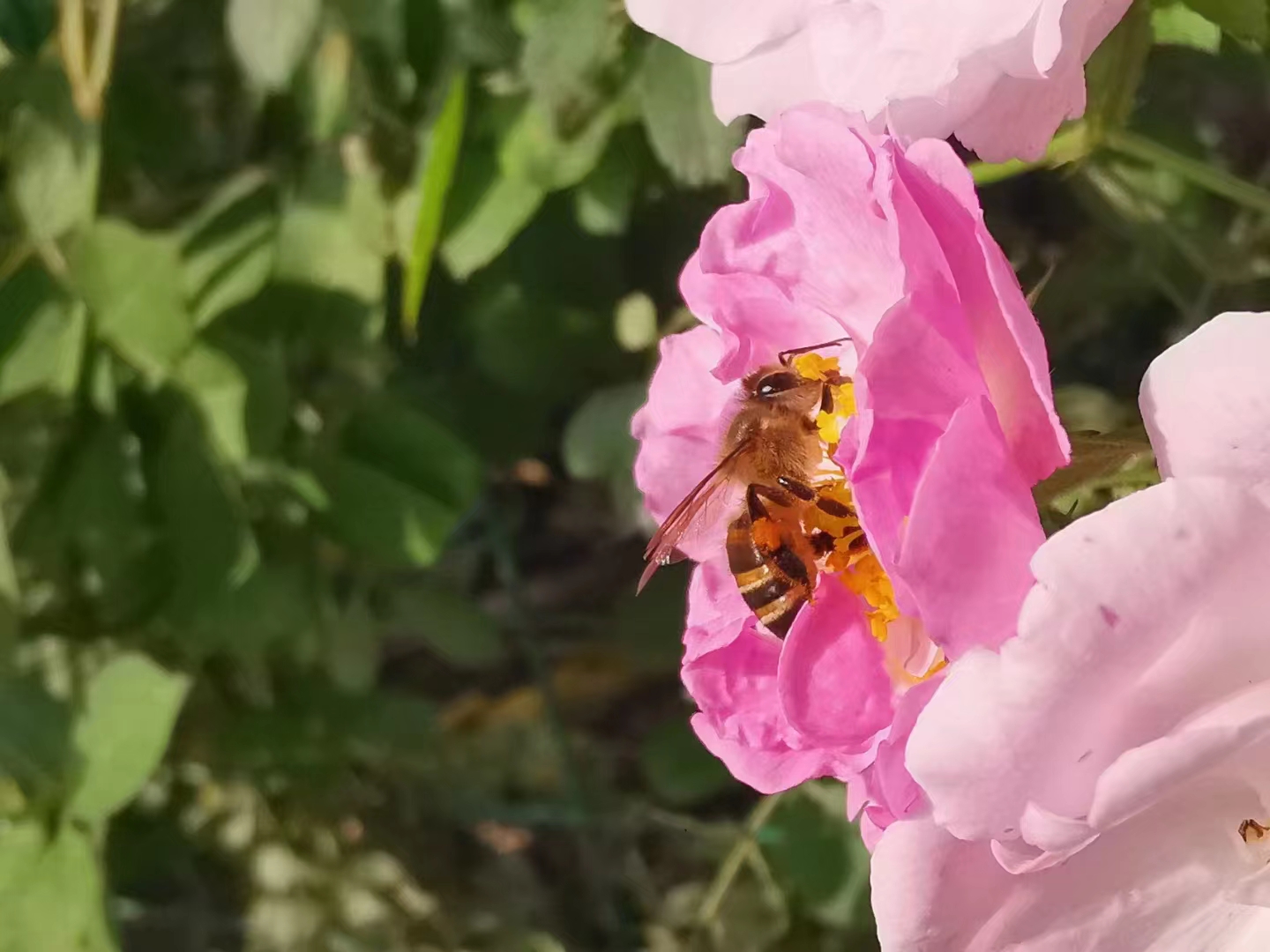 情感与故事，被忽视的蜂产业品牌战略（二）