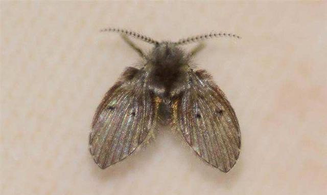 卫生间小飞虫的危害程度超乎你的想象,它究竟是啥?该如何消灭?