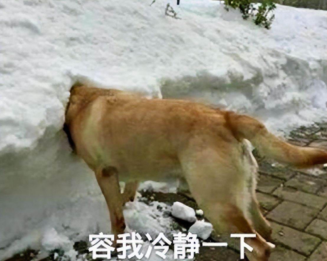 高启强为什么受观众喜欢,喜欢高启强的原因