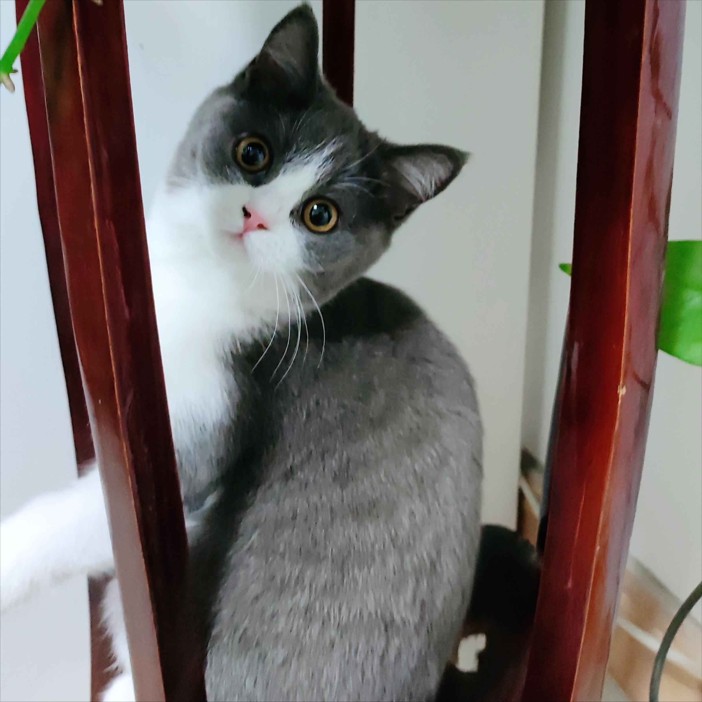 家里来了一只公的蓝白英短猫,我家有一只可爱的波斯蓝猫