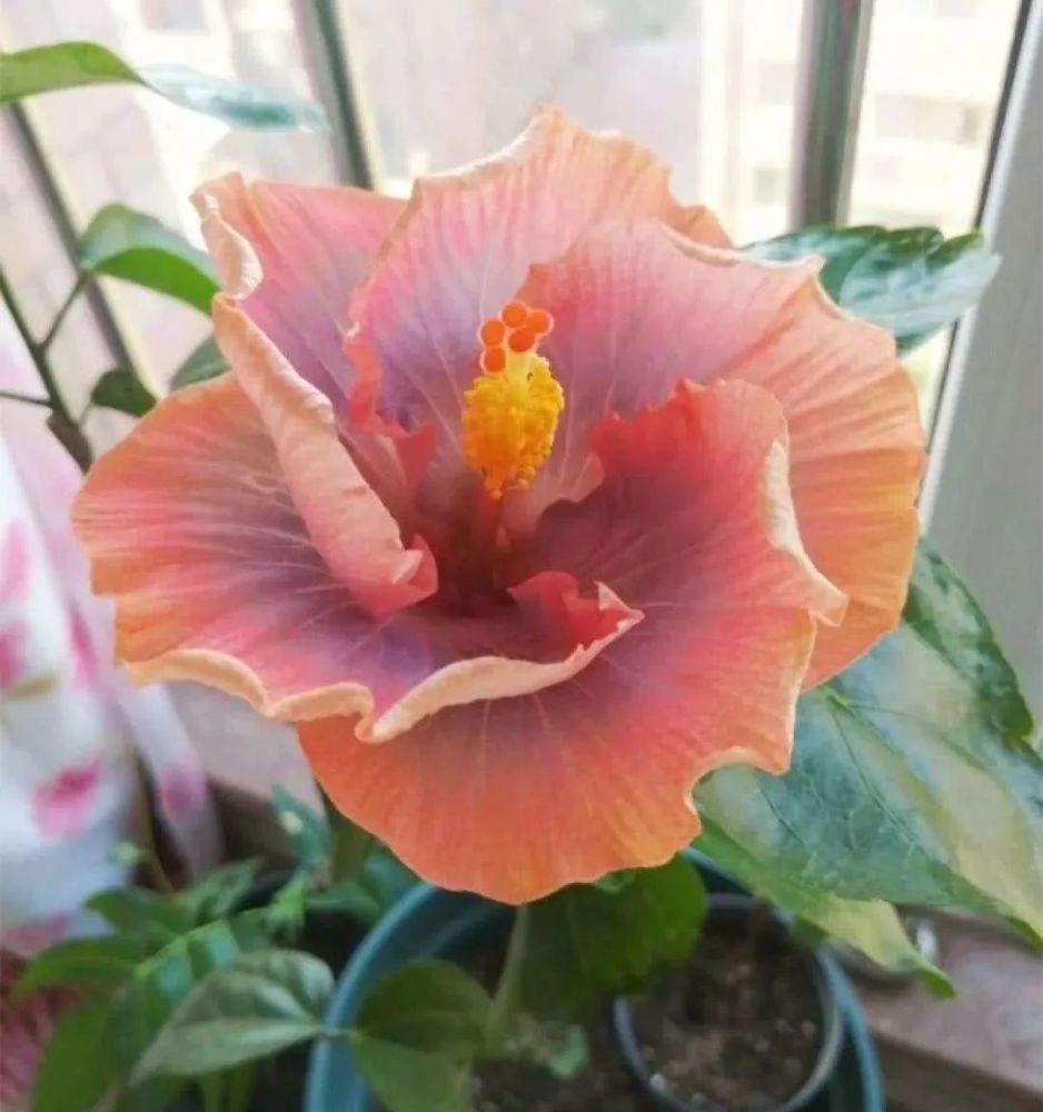 阳光照射短花期长又好养的花,7种漂亮的花喜阴怕阳光