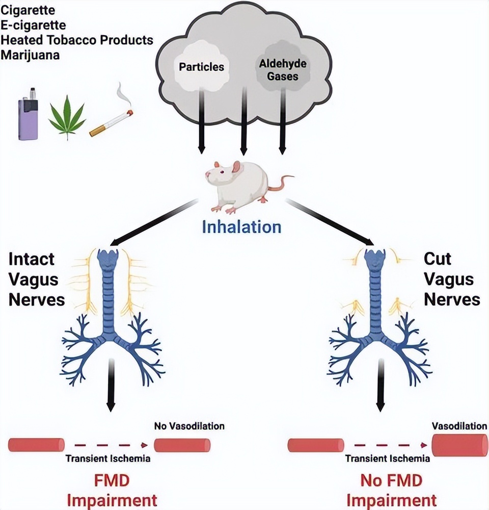 吸香烟对心血管病有危害吗,电子烟与香烟相比对心血管的危害