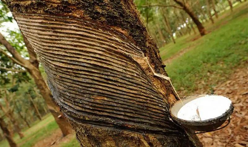 世界第一的轮胎品牌是什么,世界上最好的轮胎