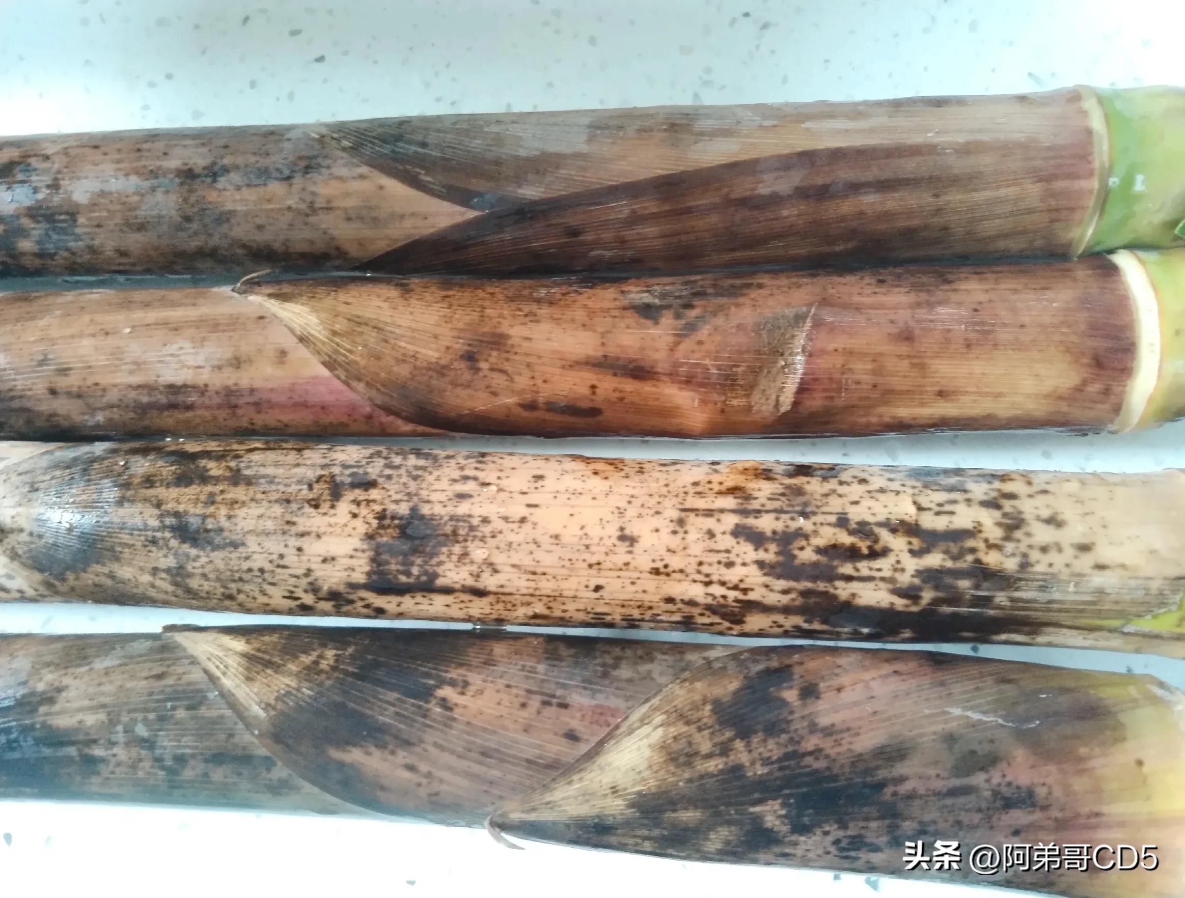 山里最好吃的竹笋,又到了吃野笋的季节了