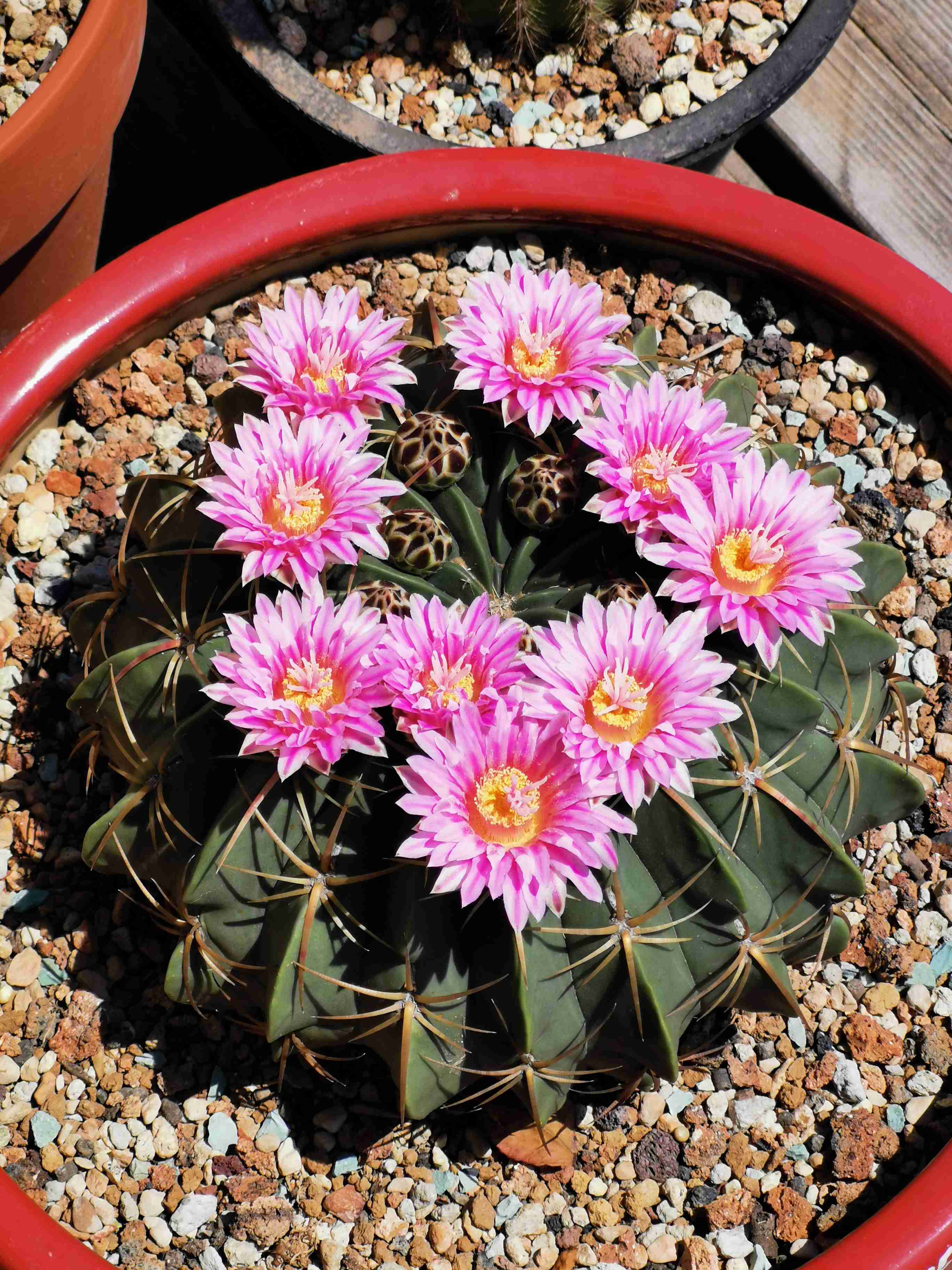 凌波和赤城仙人球多大能开花,赤城仙人球和海王丸仙人球哪个好