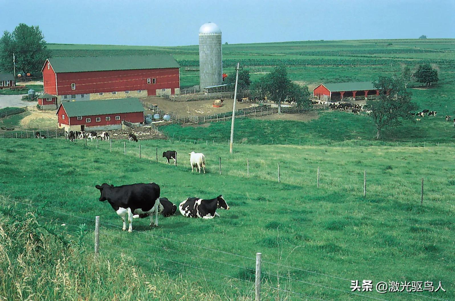 奶牛科普知识,奶牛的分类和作用