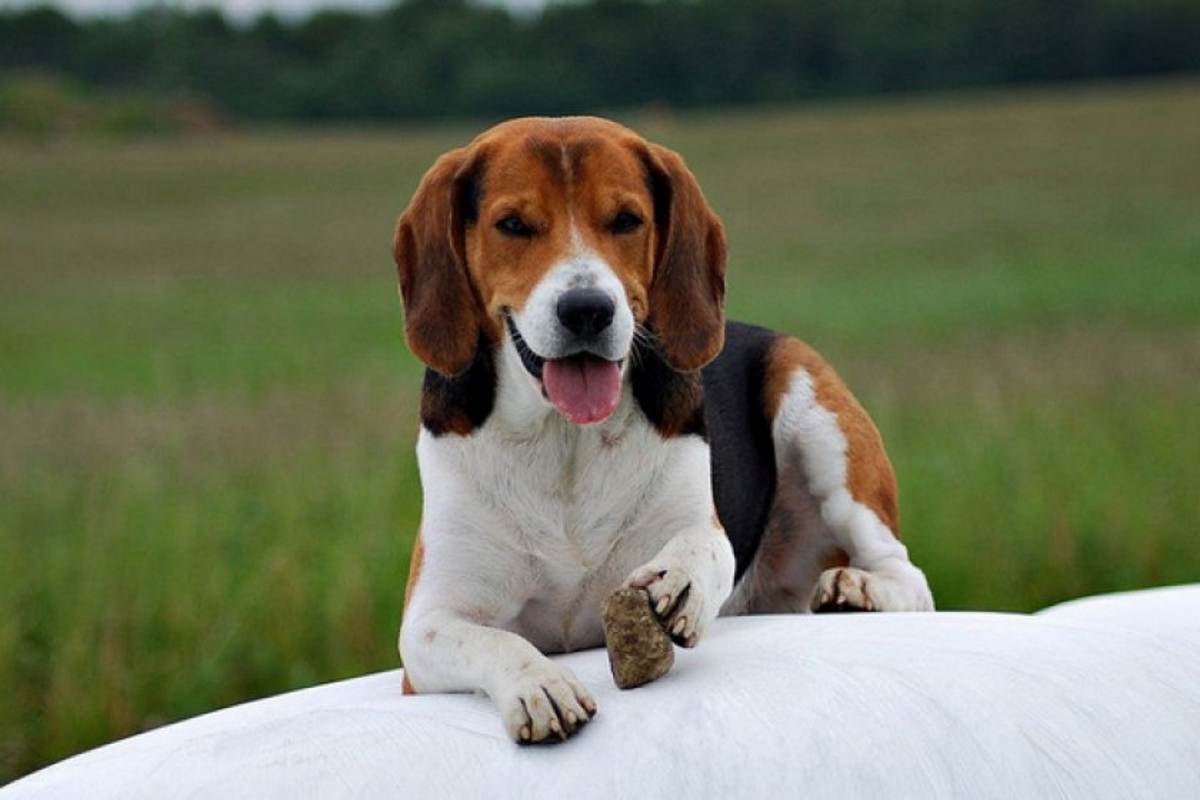 宠物狗最贵最受欢迎的犬叫什么,狗狗排行榜世界十大名犬