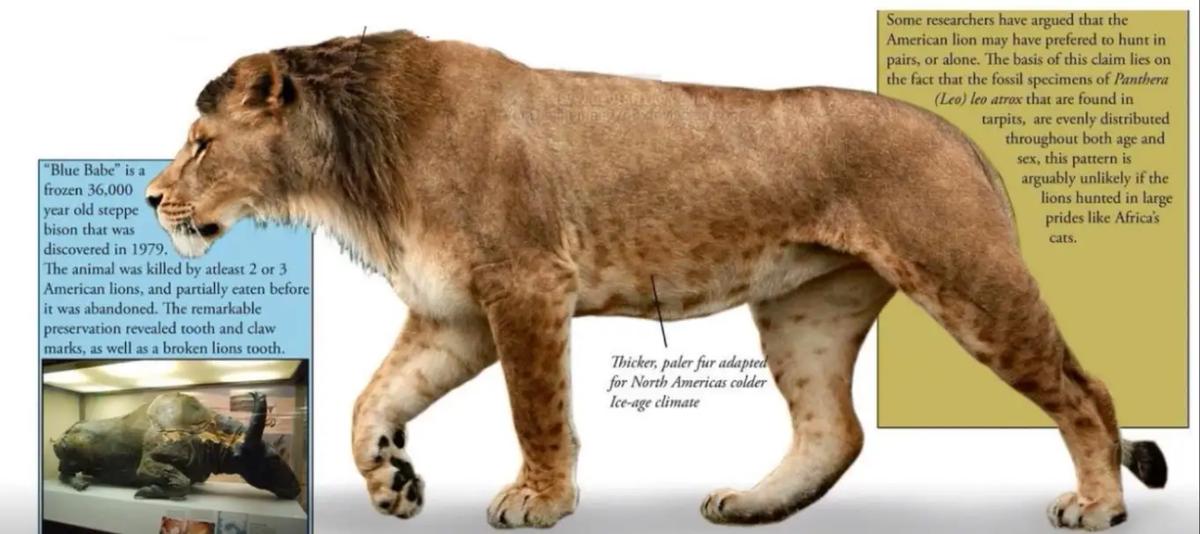 残暴狮世界上最大的猫科动物,狮虎兽世界最大猫科动物