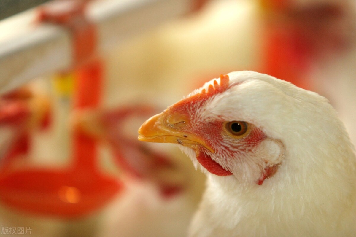 如何防治肉鸡腺胃炎的方法,肉鸡腺肌胃炎怎么防治