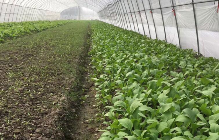 高锰酸钾杀菌的正确方法,高锰酸钾多少倍杀菌效果最好