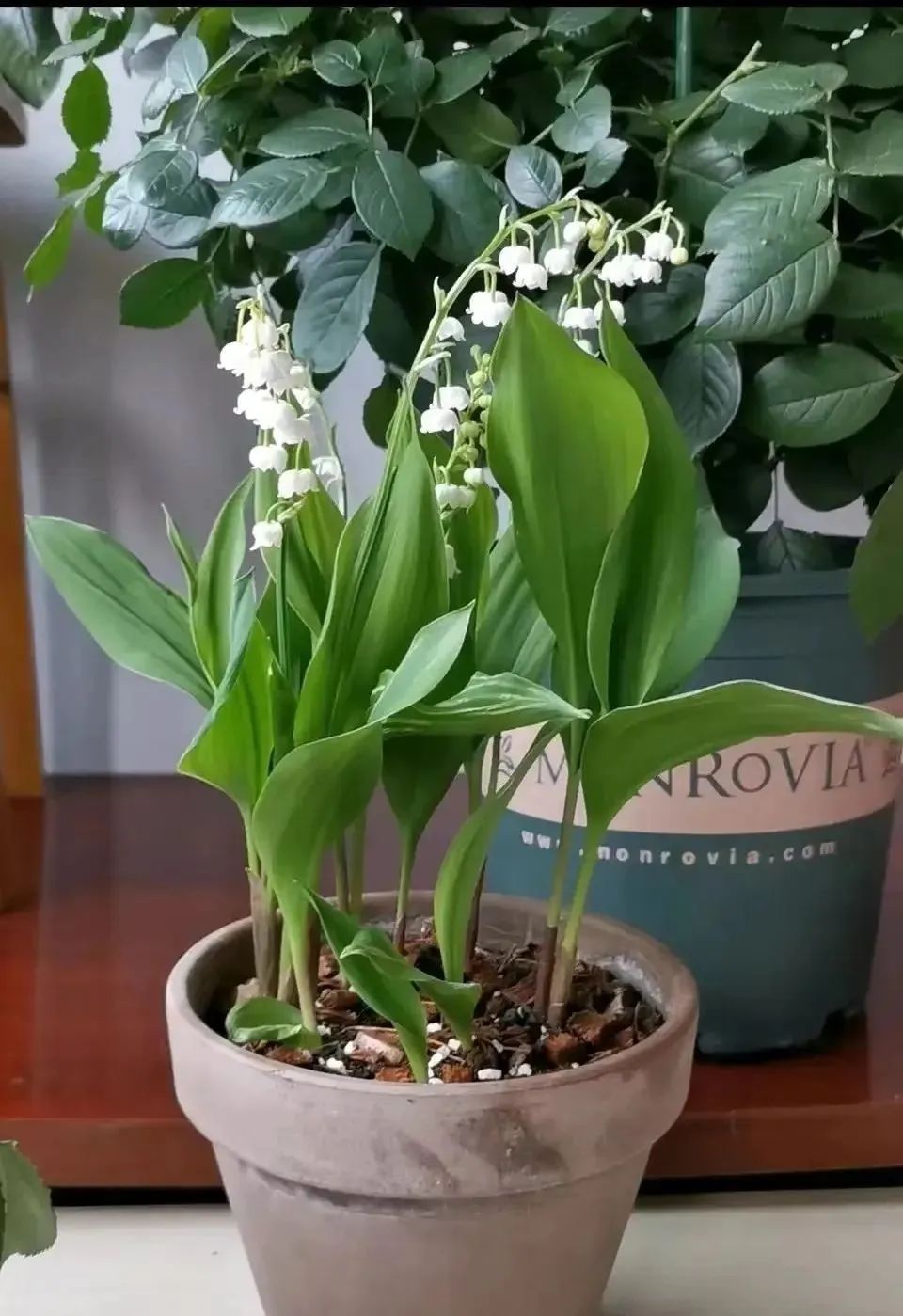 什么绿植去甲醛又好养,什么绿植去甲醛效果好又好养