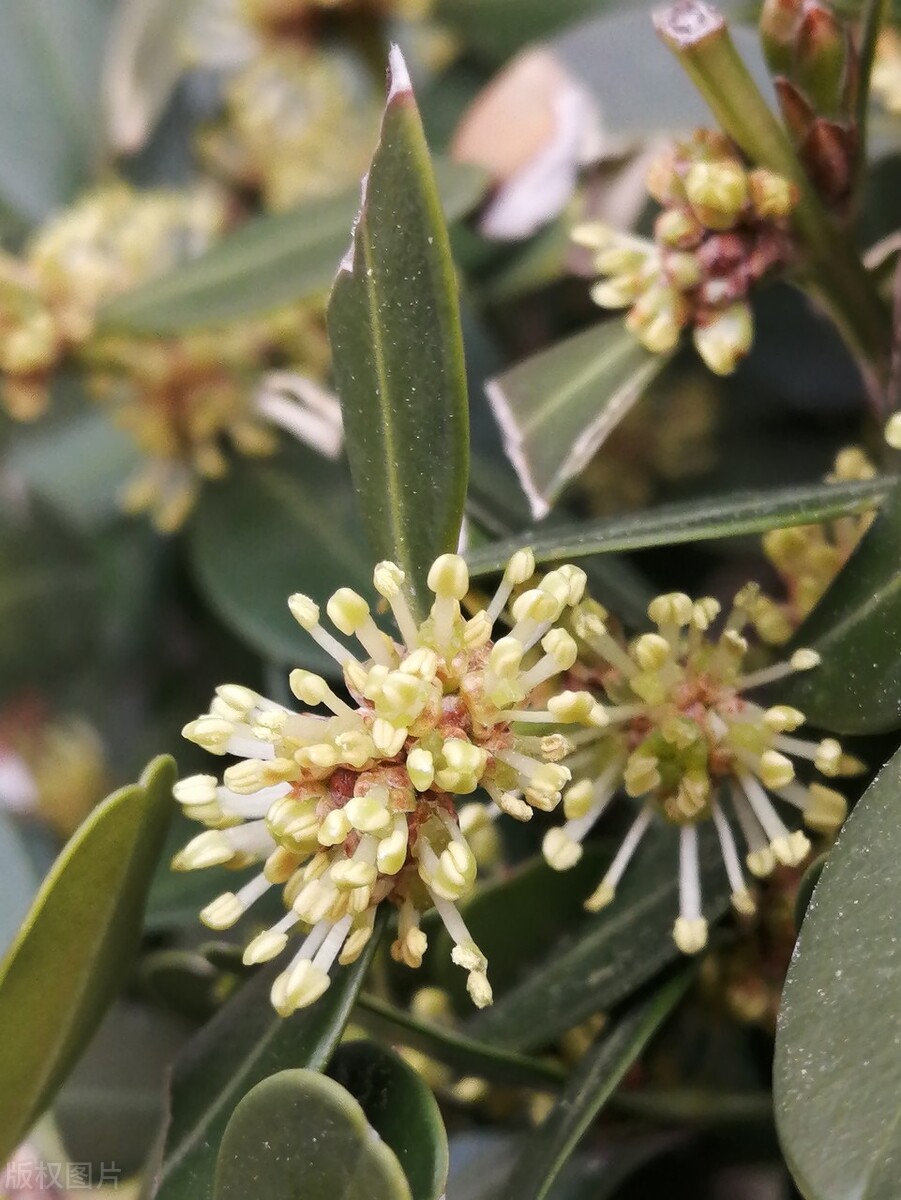 小叶女贞,小叶女贞球