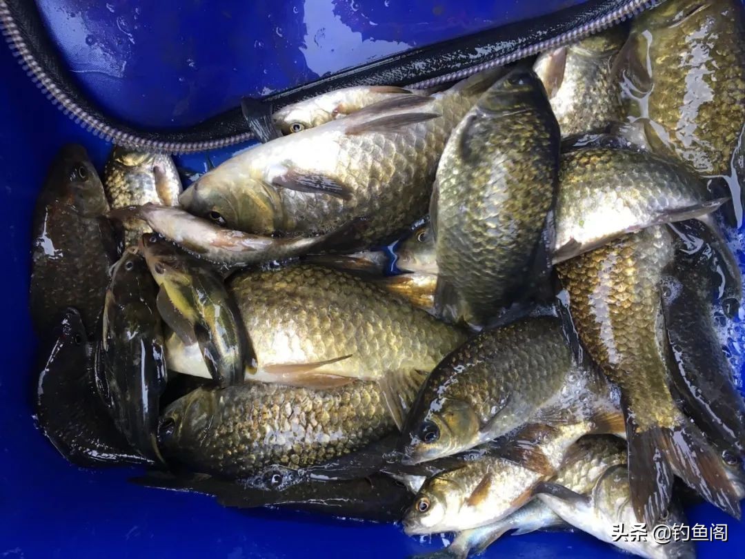 钓鱼最省钱的渔具,钓鱼最普通鱼饵有哪些