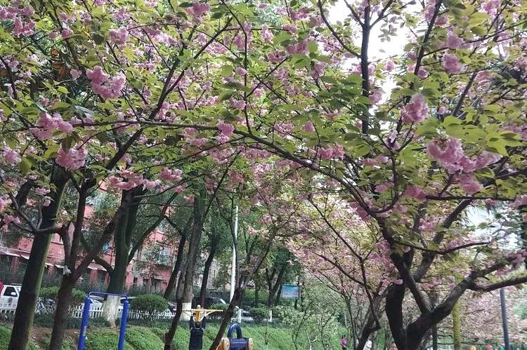 莫负*光春**｜这5家希酒店旁的公园真的太美了