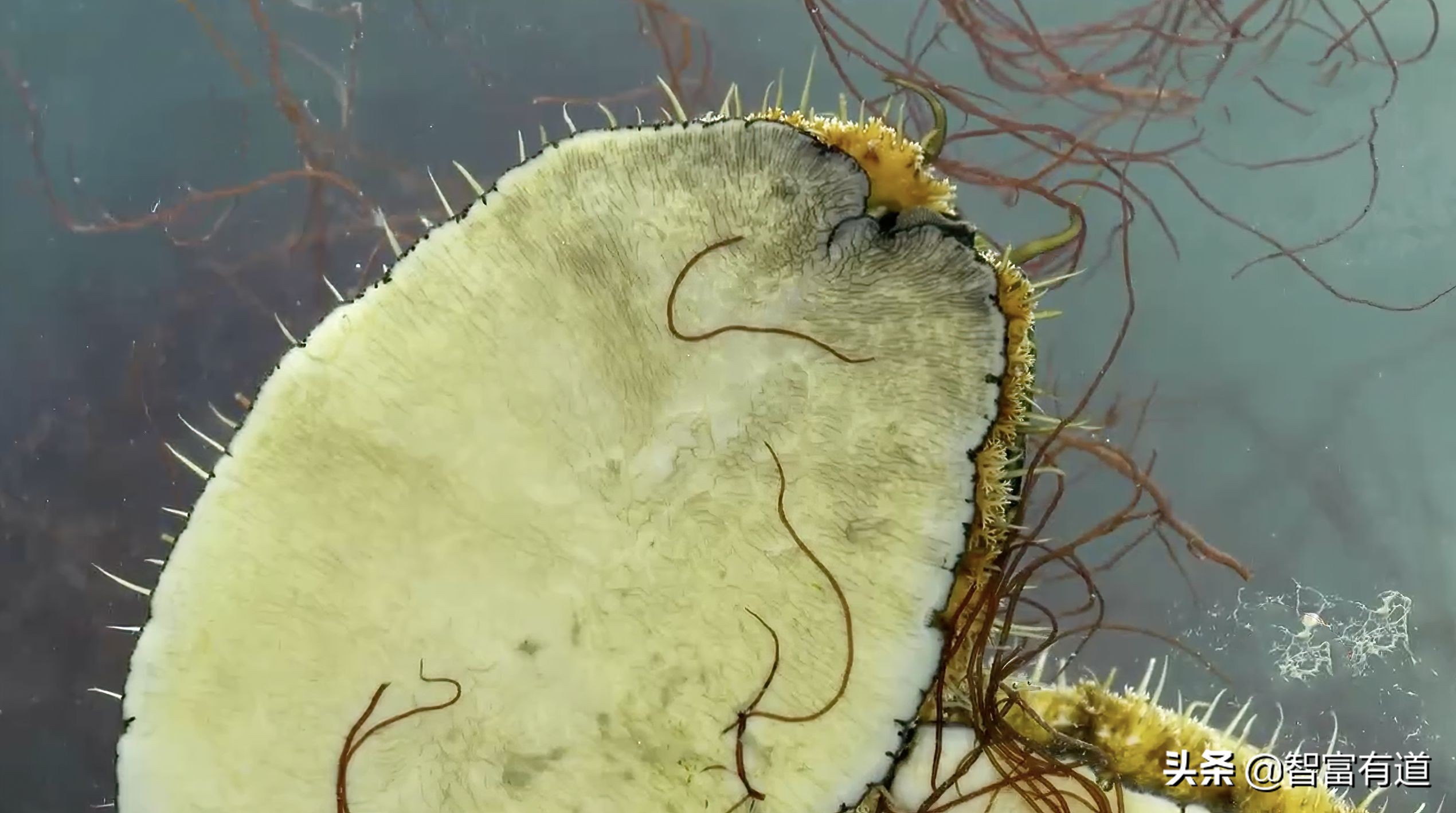 7.8个头的鲍鱼,比头还大的大连鲍鱼