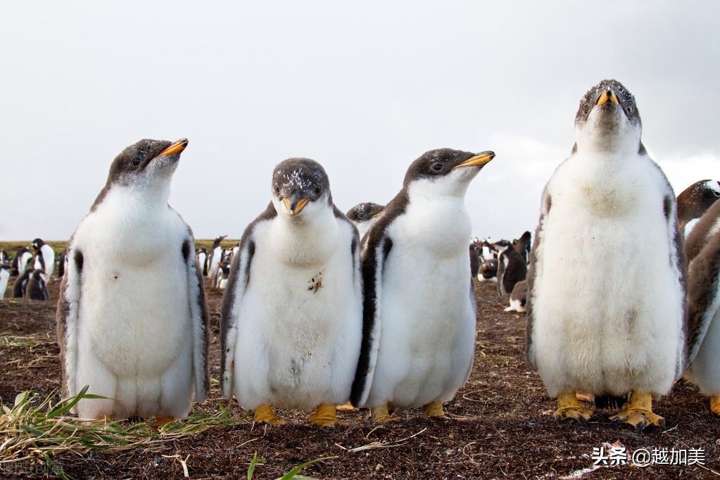 中国男足进入世界杯了吗,中国男足队进世界杯了吗