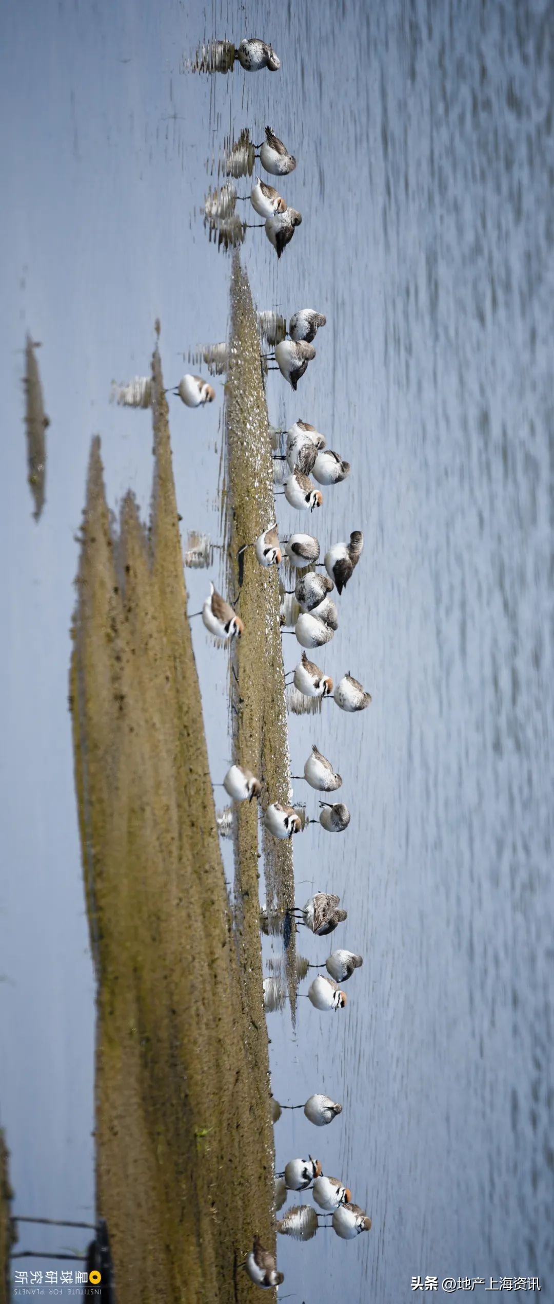 上海为什么需要洋山港,临港会是上海未来最好的地方吗
