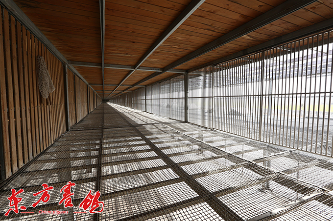 为赛鸽早生华发写春秋——江苏爱翔公棚董事长李伦十一载心系赛鸽情