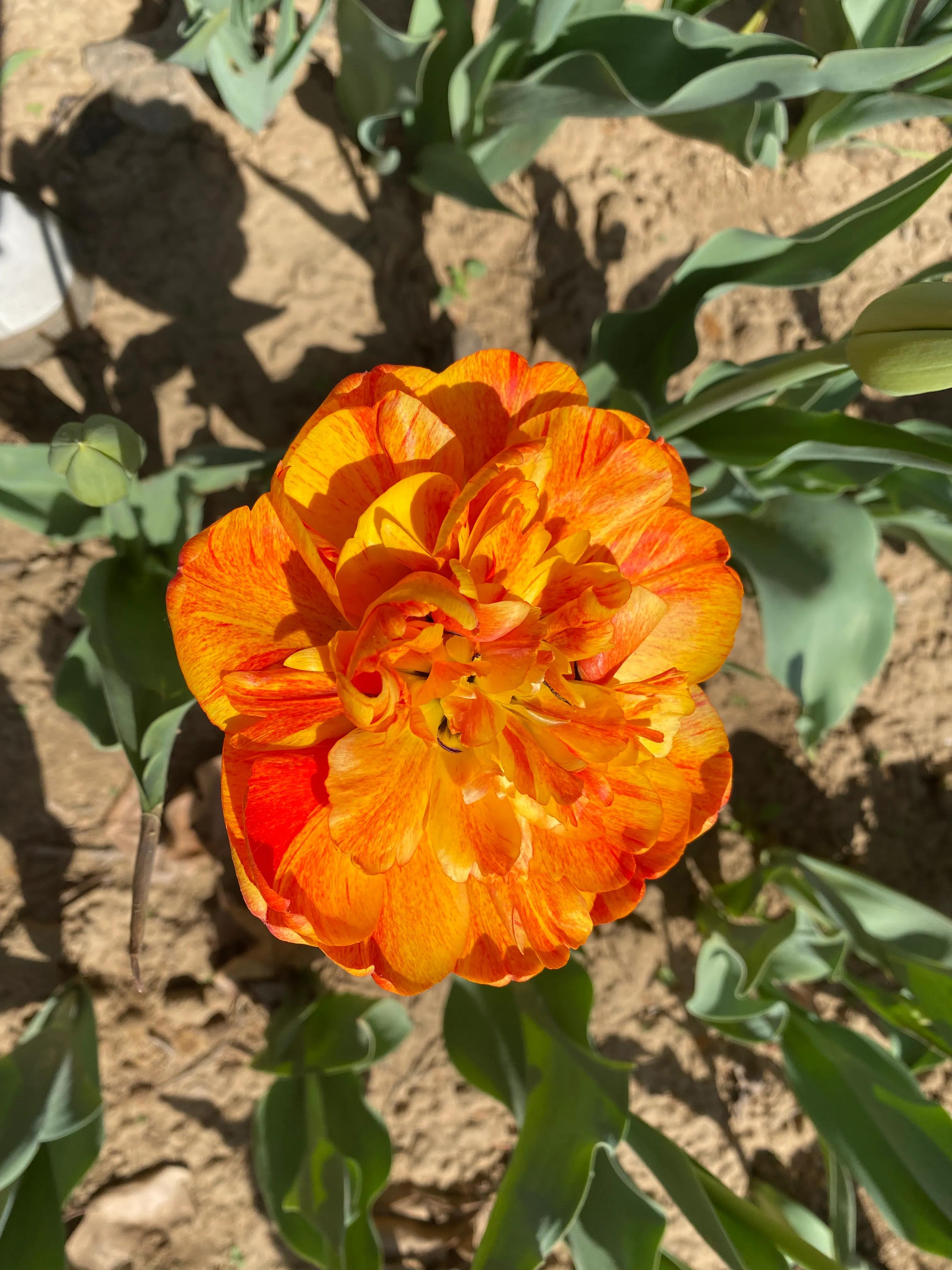 北京鲜花港郁金香节,顺义鲜花港郁金香盛开