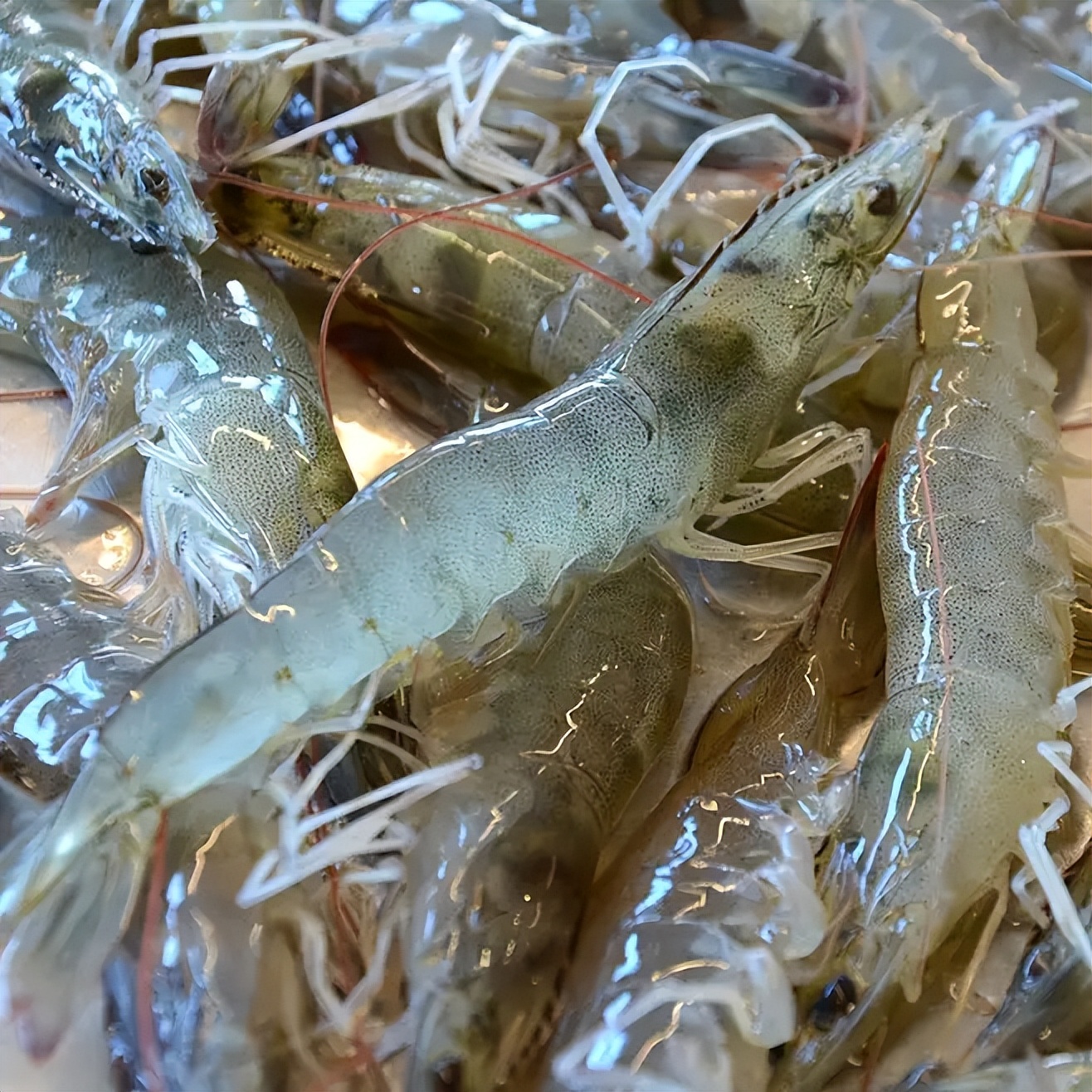 日照海鲜攻略指南本地人吐血整理,全方面解析日照海鲜攻略收藏版