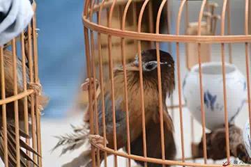 画眉打斗的口诀,画眉打斗时候怎么评输赢