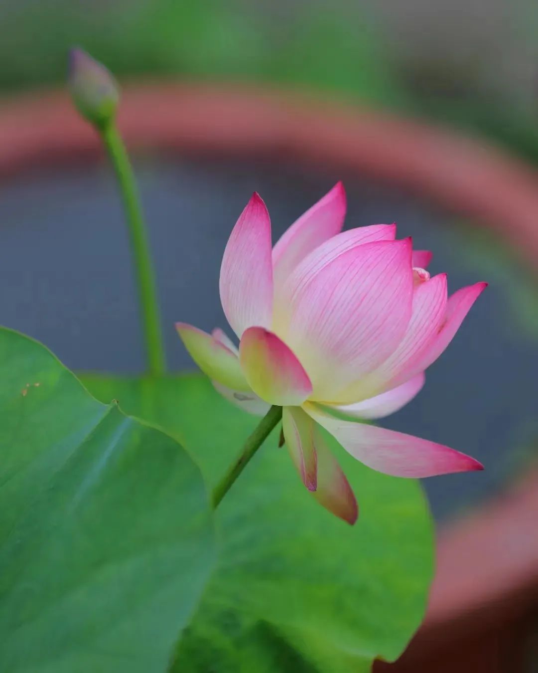 来自六月的赏荷请柬，请查收！