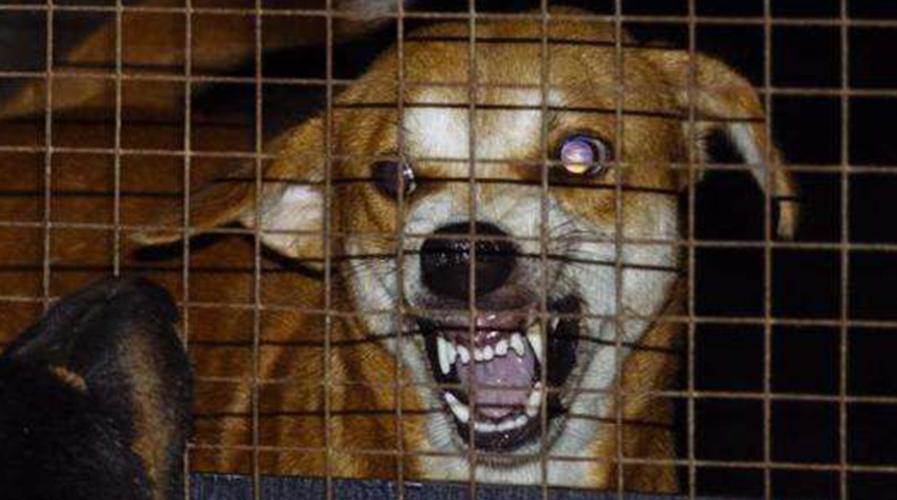 养的狗狗咬人算不算正当防卫,要你狗命原声