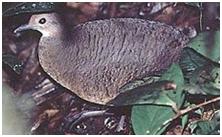 鸟类在分类学中统称为什么,鸟纲分类总表