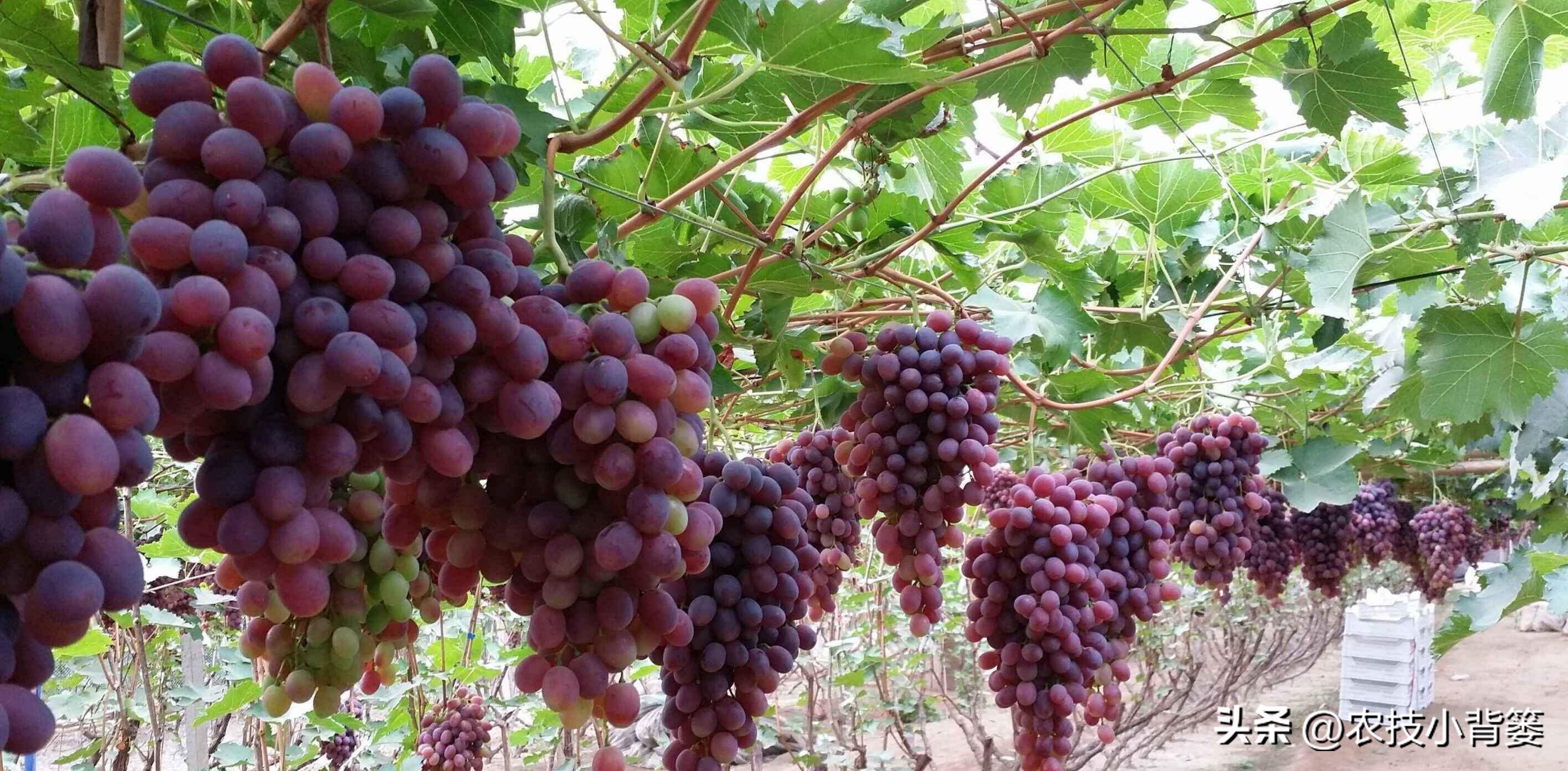 提高葡萄多次结果的两个有效方法,葡萄大小粒防治方法和补救措施
