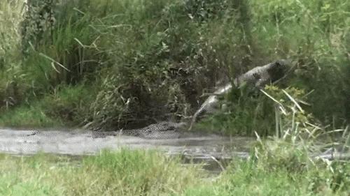 27张惊悚的动物照：青蛙被鼓风机活活风干，海鸥当街活吞大老鼠