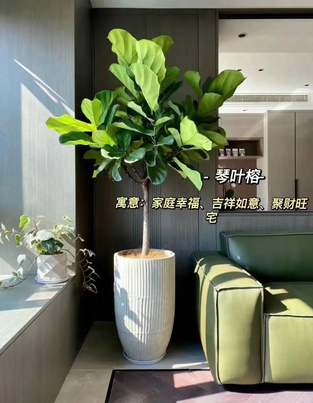 客厅绿植物摆放效果图,最适合客厅摆放的植物是什么