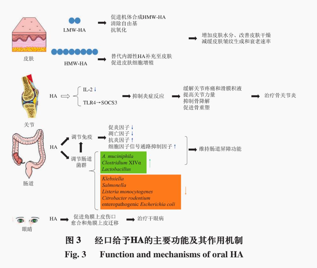 口服玻尿酸有专家论证说好吗,口服玻尿酸对睡眠的作用