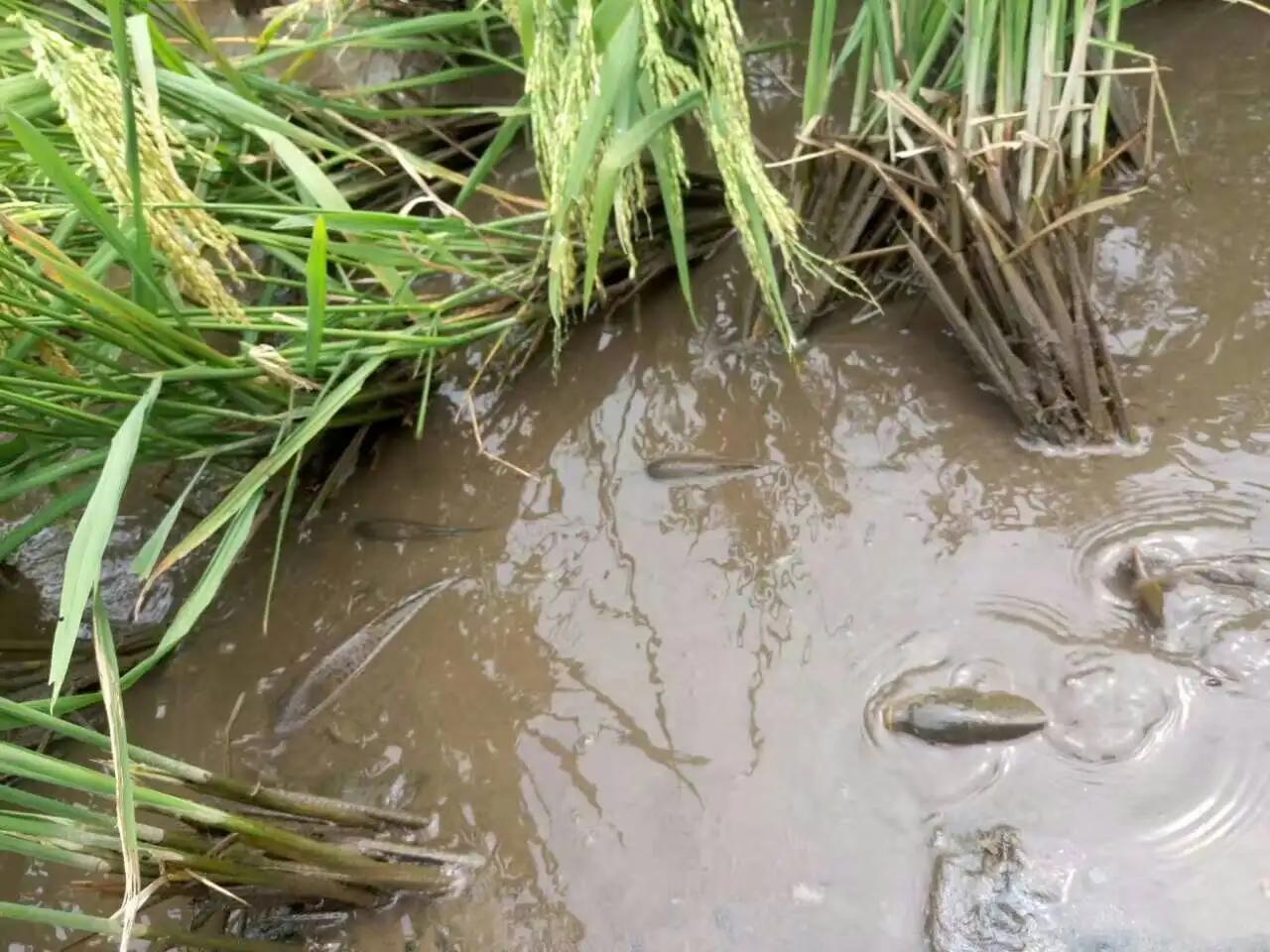 黄鳝的生活习性和繁殖期,黄鳝的生长习性