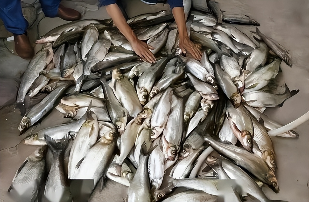 泥鳅钓鱼是犯法吗,四川省用泥鳅钓鱼是违法行为吗