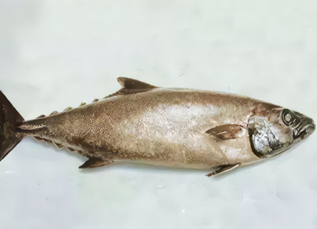 鱿鱼有毒是真的吗,油鱼对身体的危害