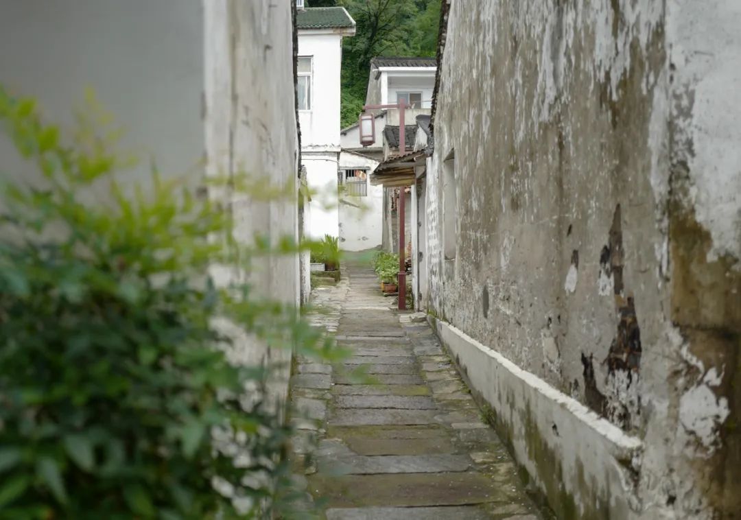 我去竹林避暑了，夏天过完再通知我！