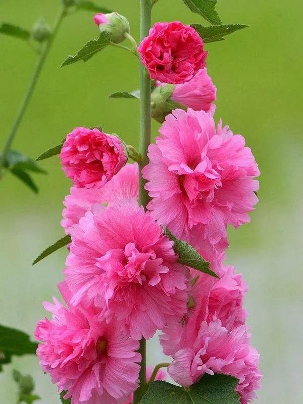 100种迷人的“数字花”,从零到一百万,真是太神奇了