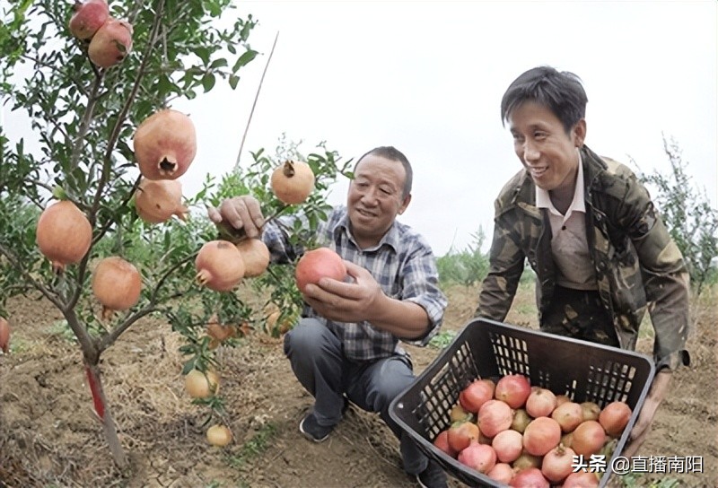 走绿色路打优质牌解锁富民强县“幸福密码”—淅川县创新拓展特色农产品销售综述