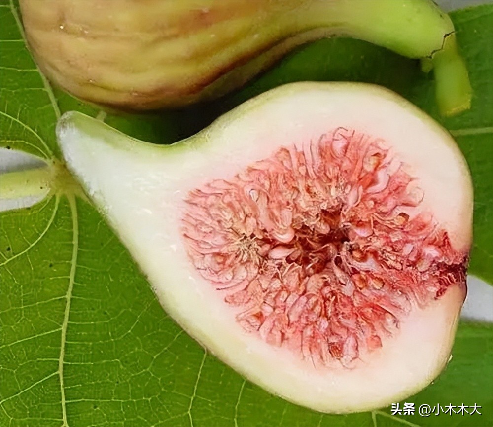 走进果实的世界我发现了什么,走进无花果的世界