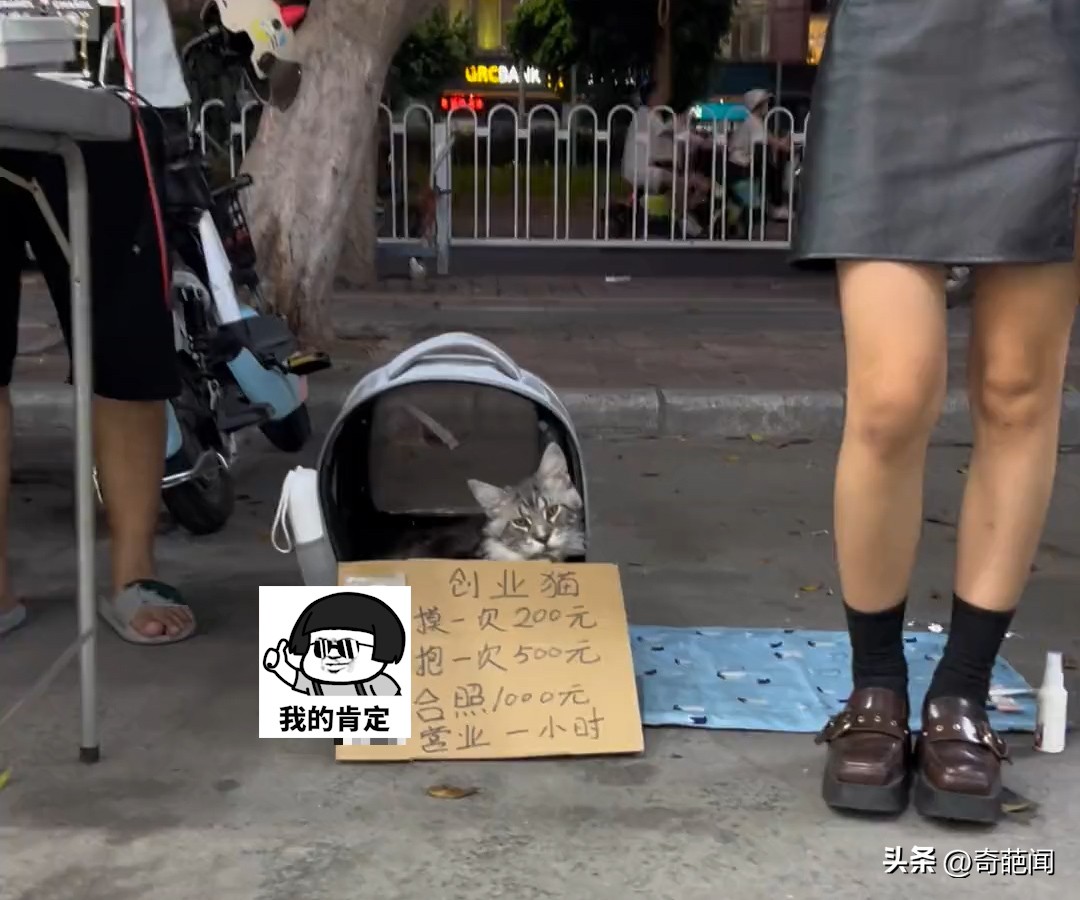 女孩带猫摆摊卖猫,00后创业卖猫