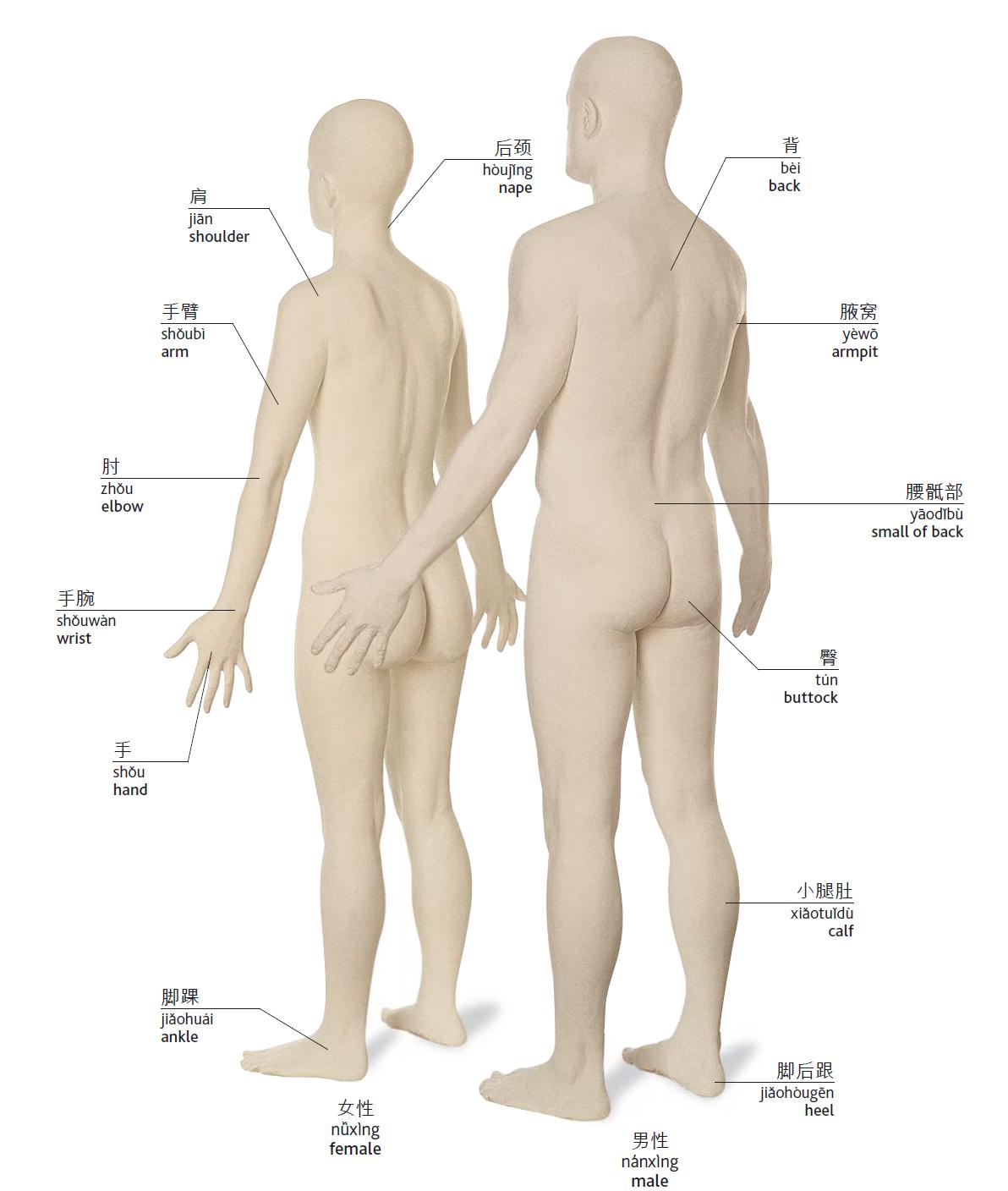 身体各部位用英语怎么说,人的身体部位英语单词怎么读
