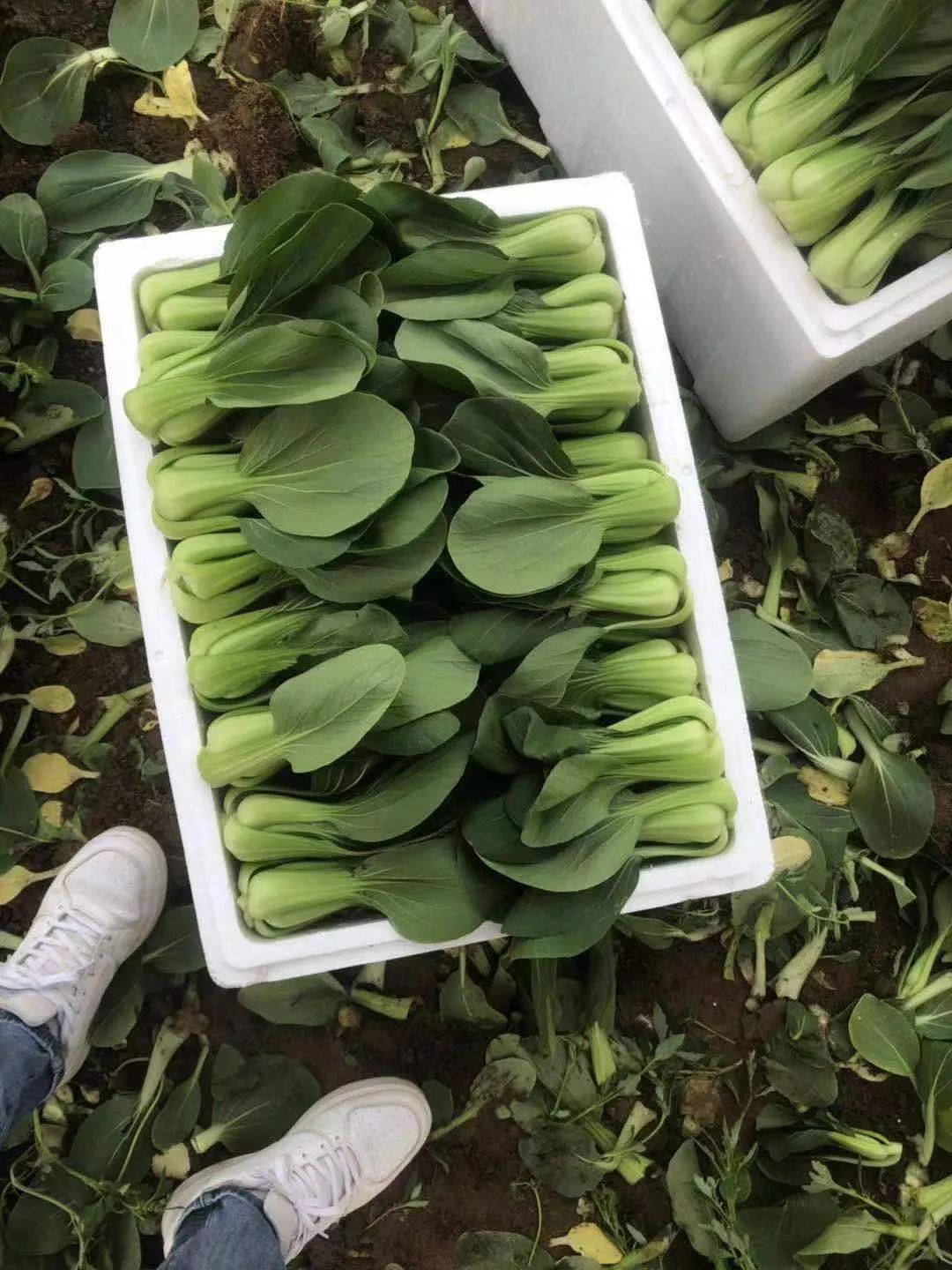 宁夏小伙种300亩蔬菜年收600万,承包300亩地种菜一年利润