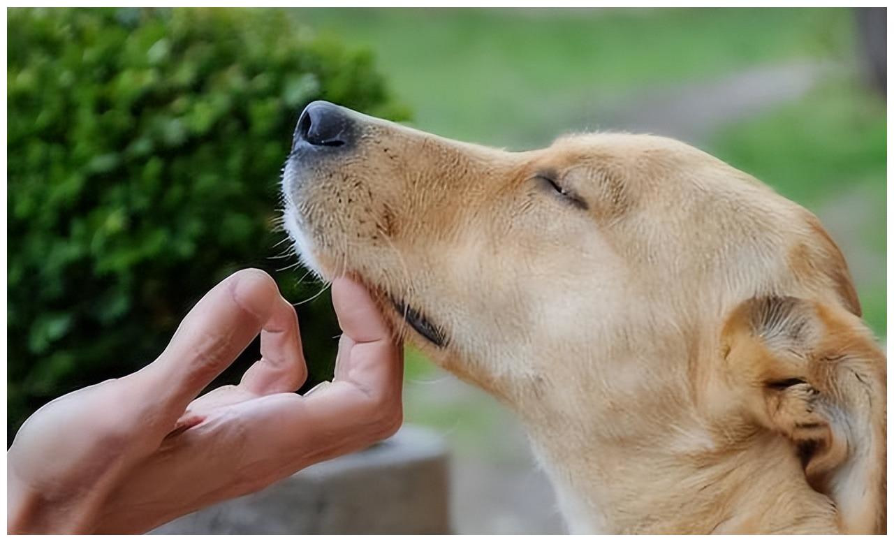 养狗才知道乐在其中,养狗时间长了狗会懂主人的意思