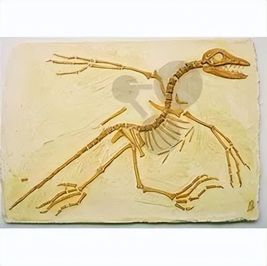 始祖鸟谣言,始祖鸟你不知道的用法