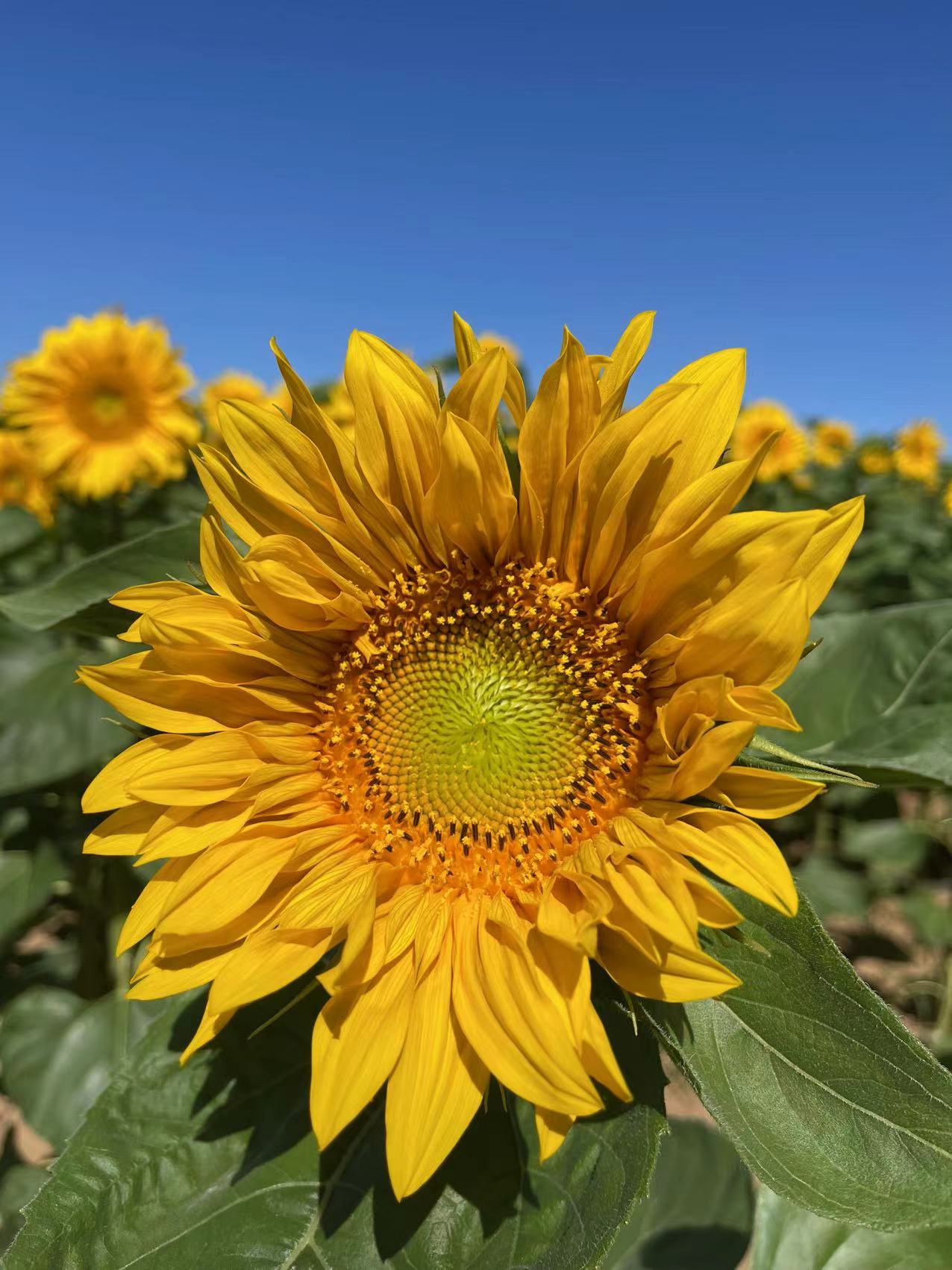 非法集资案律师有责任吗,p2p集资诈骗罪成立会抓哪些人