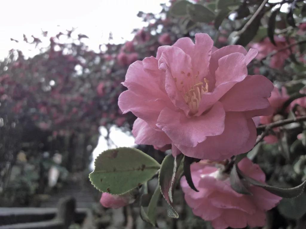 花园适合种的植物,在花园种植哪些植物比较适合