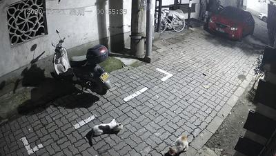 江苏偷猫事件,偷猫人被抓新闻